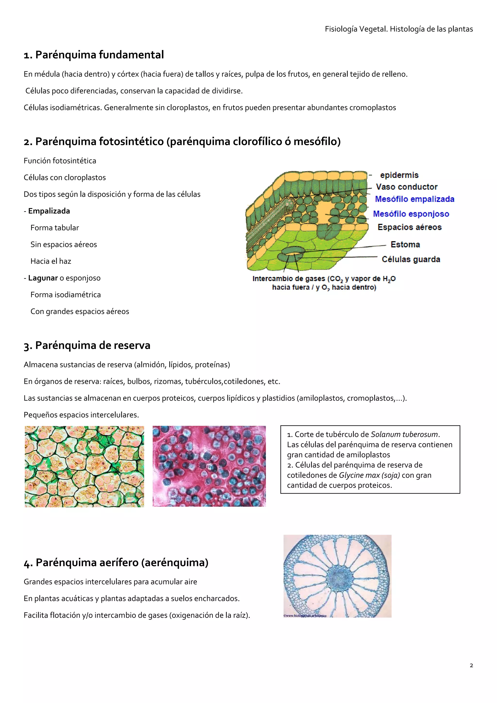 T2. histología funcional de las plantas | PDF