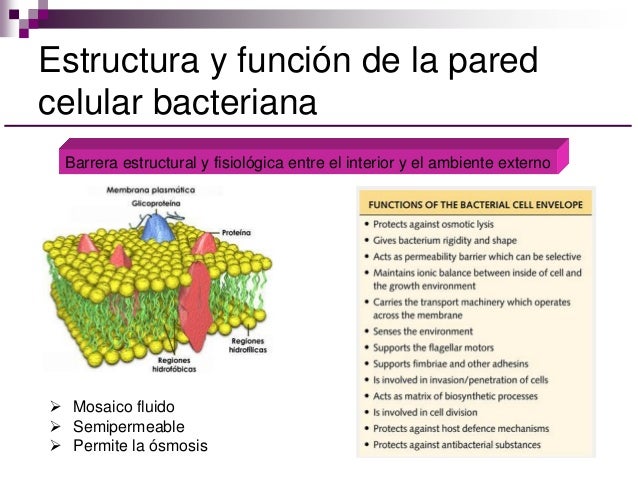 T2. bacterias. estructura y metabolismo de las bacterias
