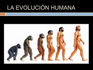 LA EVOLUCIÓN HUMANA
 