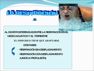 AL EXISTIR DIFERENCIAS ENTRE LA RESPIRACIÓN EN EL MEDIO ACUÁTICO Y EL TERRESTRE EL INDIVIDUO TIENE QUE ADAPTARSE DOS FASES: RESPIRACIÓN SIN DESPLAZAMIENTO RESPIRACIÓN CON DESPLAZAMIENTO (UNIDO A PROPULSIÓN) LA RESPIRACIÓN 