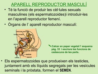 APARELL REPRODUCTOR MASCULÍ
• Té la funció de produir les cèl·lules sexuals
masculines (els espermatozoides)i introduir-le...