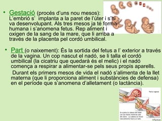 • Part (o naixement): És la sortida del fetus a l’ exterior a través
de la vagina. Un cop nascut el nadó, se li talla el c...