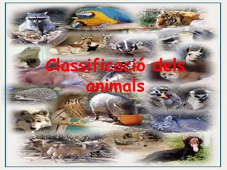 Classificació dels animals 