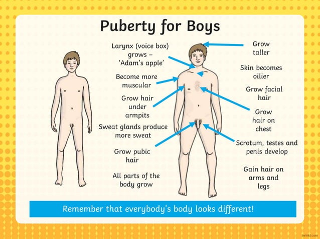 t2-s-242-puberty-how-our-bodies-change-diagrams-powerpoint_ver_8 (1).ppt