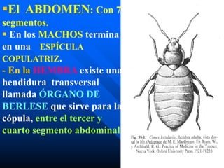 El ABDOMEN: Con 7
segmentos.
 En los MACHOS termina
en una ESPÍCULA
COPULATRIZ.
- En la HEMBRA existe una
hendidura transversal
llamada ÓRGANO DE
BERLESE que sirve para la
cópula, entre el tercer y
cuarto segmento abdominal.
 