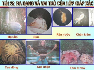 Tiết 25: ĐA DẠNG VÀ VAI TRÒ CỦA LỚP GIÁP XÁC Mọt ẩm Sun Rận nước Chân kiếm Cua đồng đực Cua nhện Tôm ở nhờ 