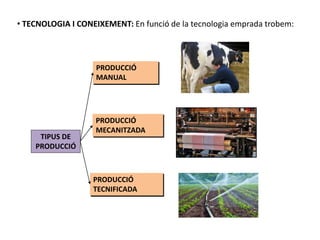 TIPUS DE
PRODUCCIÓ
PRODUCCIÓ
MANUAL
PRODUCCIÓ
MECANITZADA
PRODUCCIÓ
TECNIFICADA
• TECNOLOGIA I CONEIXEMENT: En funció de la tecnologia emprada trobem:
 