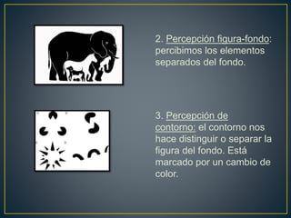 2. Percepción figura-fondo:
percibimos los elementos
separados del fondo.
3. Percepción de
contorno: el contorno nos
hace distinguir o separar la
figura del fondo. Está
marcado por un cambio de
color.
 