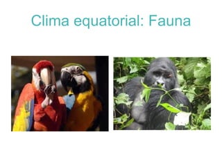 La vegetació tendeix a tenir fulles amples pero de fulla perenne 