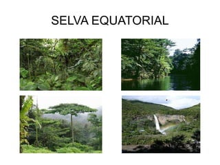 SELVA EQUATORIAL 