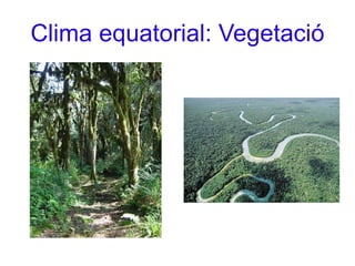 Clima equatorial: Vegetació 
