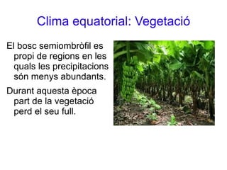 Clima equatorial: Vegetació El bosc ombròfil es ca-racteritza per tenir unes condicions hídri-ques òptimes. 