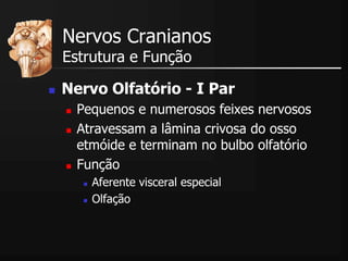Nervos Cranianos
Estrutura e Função
 Nervo Olfatório - I Par
 Pequenos e numerosos feixes nervosos
 Atravessam a lâmina crivosa do osso
etmóide e terminam no bulbo olfatório
 Função
 Aferente visceral especial
 Olfação
 