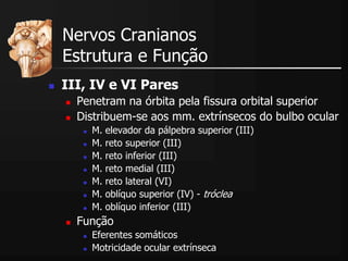  III, IV e VI Pares
 Penetram na órbita pela fissura orbital superior
 Distribuem-se aos mm. extrínsecos do bulbo ocular
 M. elevador da pálpebra superior (III)
 M. reto superior (III)
 M. reto inferior (III)
 M. reto medial (III)
 M. reto lateral (VI)
 M. oblíquo superior (IV) - tróclea
 M. oblíquo inferior (III)
 Função
 Eferentes somáticos
 Motricidade ocular extrínseca
Nervos Cranianos
Estrutura e Função
 