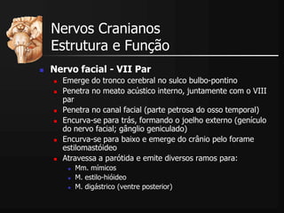  Nervo facial - VII Par
 Emerge do tronco cerebral no sulco bulbo-pontino
 Penetra no meato acústico interno, juntamente com o VIII
par
 Penetra no canal facial (parte petrosa do osso temporal)
 Encurva-se para trás, formando o joelho externo (genículo
do nervo facial; gânglio geniculado)
 Encurva-se para baixo e emerge do crânio pelo forame
estilomastóideo
 Atravessa a parótida e emite diversos ramos para:
 Mm. mímicos
 M. estilo-hióideo
 M. digástrico (ventre posterior)
Nervos Cranianos
Estrutura e Função
 