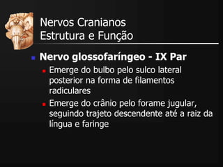  Nervo glossofaríngeo - IX Par
 Emerge do bulbo pelo sulco lateral
posterior na forma de filamentos
radiculares
 Emerge do crânio pelo forame jugular,
seguindo trajeto descendente até a raiz da
língua e faringe
Nervos Cranianos
Estrutura e Função
 