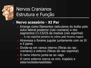  Nervo acessório - XI Par
 Emerge como filamentos radiculares do bulbo pelo
sulco lateral posterior (raiz craniana) e dos
segmentos C1-C5/C6 da medula (raiz espinhal)
 A raiz espinhal penetra no crânio pelo forame magno
 Atravessa o forame jugular juntamente com os IX
e X pares
 Divide-se em ramos interno (fibras da raiz
craniana) e externo (fibras da raiz espinhal)
 O ramo interno junta-se ao vago
 O ramo externo inerva os mm. trapézio e
esternocleidomastóideo
Nervos Cranianos
Estrutura e Função
 