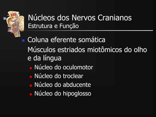 Núcleos dos Nervos Cranianos
Estrutura e Função
 Coluna eferente somática
Músculos estriados miotômicos do olho
e da língua
 Núcleo do oculomotor
 Núcleo do troclear
 Núcleo do abducente
 Núcleo do hipoglosso
 
