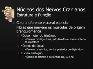  Coluna eferente visceral especial
Fibras que inervam os músculos de origem
branquiomérica
 Núcleo motor do trigêmeo
 Músculos mastigatórios, milo-hióideo e ventre anterior
do digástrico
 Núcleos do facial
 Músculos da mímica, ventre posterior do digástrico
 Núcleo ambíguo
 Músculo da laringe e da faringe (IX, X e XI)
Núcleos dos Nervos Cranianos
Estrutura e Função
 
