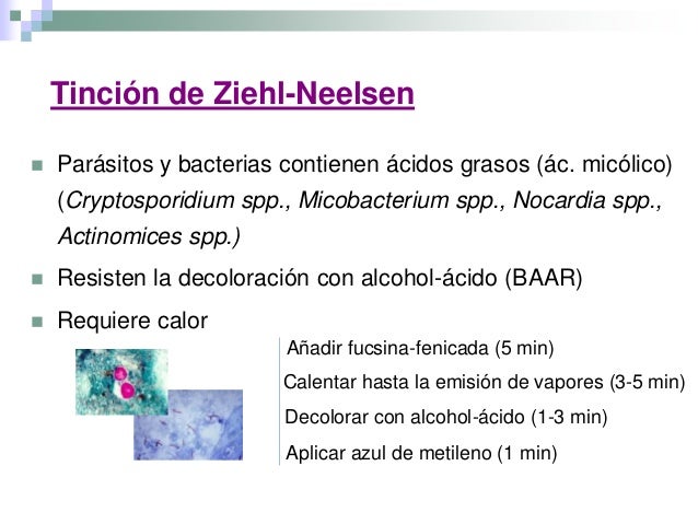 clasificación e identificación bacteriana