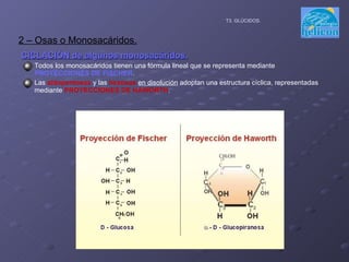 CICLACIÓN de algunos monosacáridos. Todos los monosacáridos tienen una fórmula lineal que se representa mediante  PROYECCIONES DE FISCHER . Las  aldopentosas  y las  hexosas   en disolución  adoptan una estructura cíclica, representadas mediante  PROYECCIONES DE HAWORTH . 2 – Osas o Monosacáridos. T3. GLÚCIDOS. 