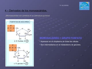(Monosacáridos con cambios en su estructura química) 4 – Derivados de los monosacáridos. T3. GLÚCIDOS. MONOSACÁRIDO + GRUPO FOSFATO Aparecen en el citoplasma de todas las células. Son intermediarios en el metabolismo de glúcidos. 