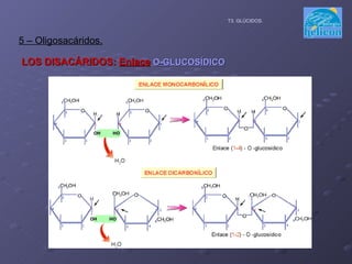 LOS DISACÁRIDOS:  Enlace   O-GLUCOSÍDICO 5 – Oligosacáridos. T3. GLÚCIDOS. 