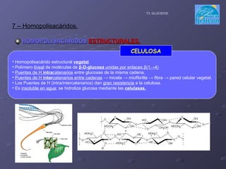 HOMOPOLISACÁRIDOS  ESTRUCTURALES. 7 – Homopolisacáridos. T3. GLÚCIDOS. Homopolisacárido estructural  vegetal . Polímero  lineal  de moléculas de  β -D-glucosa  unidas por enlaces  β (1->4) Puentes de H  intra catenarios  entre glucosas de la misma cadena. Puentes de H  inter catenarios entre cadenas  -> micela -> miofibrilla -> fibra -> pared celular vegetal. Los Puentes de H (intra/intercatenarios) dan  gran resistencia  a la celulosa. Es  insoluble en agua ; se hidroliza glucosa mediante las  celulasas.   CELULOSA 