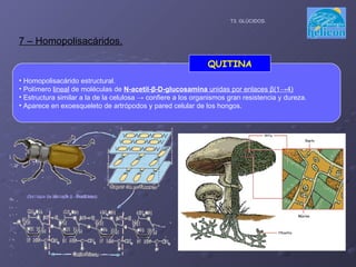 7 – Homopolisacáridos. T3. GLÚCIDOS. Homopolisacárido estructural. Polímero  lineal  de moléculas de  N-acetil- β -D-glucosamina  unidas por enlaces  β (1->4) Estructura similar a la de la celulosa -> confiere a los organismos gran resistencia y dureza. Aparece en exoesqueleto de artrópodos y pared celular de los hongos. QUITINA 