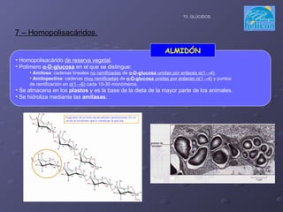 7 – Homopolisacáridos. T3. GLÚCIDOS. Homopolisacárido  de reserva vegetal . Polímero  α -D-glucosa  en el que se distingue: Amilosa : cadenas lineales  no ramificadas  de  α -D-glucosa  unidas por enlaces  α (1->4) . Amilopectina : cadenas  muy ramificadas  de  α -D-glucosa  unidas por enlaces  α (1->4)  y puntos de ramificación en  α (1->6)  cada 15-30 monómeros. Se almacena en los  plastos  y es la base de la dieta de la mayor parte de los animales. Se hidroliza mediante las  amilasas . ALMIDÓN 