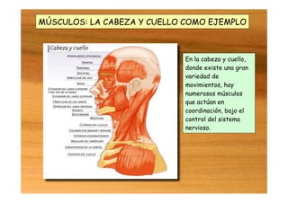 MÚSCULOS: LA CABEZA Y CUELLO COMO EJEMPLO
En la cabeza y cuello,
donde existe una gran
variedad de
movimientos, hay
numerosos músculos
que actúan en
coordinación, bajo el
control del sistema
nervioso.
 