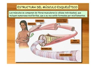 MÚSCULO
TENDONES
HAZ DE FIBRAS
MUSCULARES
FIBRA
MUSCULAR
MIOFILAMENTOS
MIOFIBRILLAS
Los músculos se componen de fibras musculares (o células individuales), que
incluyen numerosas miofibrillas, que a su vez están formadas por miofilamentos.
ESTRUCTURA DEL MÚSCULO ESQUELÉTICO
 