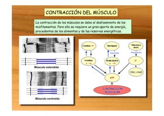 La contracción de los músculos se debe al deslizamiento de los
miofilamentos. Para ello se requiere un gran aporte de energía,
procedentes de los alimentos y de las reservas energéticas.
CONTRACCIÓN DEL MÚSCULO
Músculo contraído
Músculo extendido
 