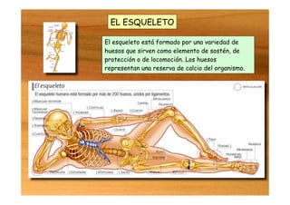 EL ESQUELETO
El esqueleto está formado por una variedad de
huesos que sirven como elemento de sostén, de
protección o de locomoción. Los huesos
representan una reserva de calcio del organismo.
 