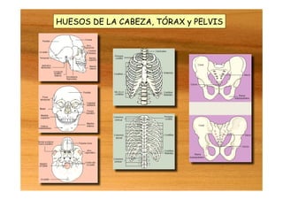 HUESOS DE LA CABEZA, TÓRAX y PELVIS
 