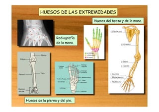Huesos de la pierna y del pie.
Huesos del brazo y de la mano.
Radiografía
de la mano.
HUESOS DE LAS EXTREMIDADES
 
