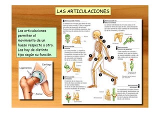 LAS ARTICULACIONES
Las articulaciones
permiten el
movimiento de un
hueso respecto a otro.
Las hay de distinto
tipo según su función.
 