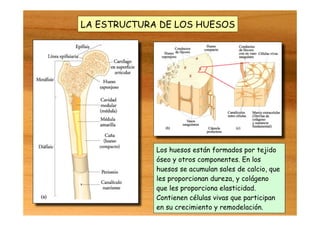 LA ESTRUCTURA DE LOS HUESOS
Los huesos están formados por tejido
óseo y otros componentes. En los
huesos se acumulan sales de calcio, que
les proporcionan dureza, y colágeno
que les proporciona elasticidad.
Contienen células vivas que participan
en su crecimiento y remodelación.
 
