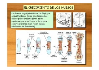 EL CRECIMIENTO DE LOS HUESOS
Los huesos largos proceden de cartílago que
es sustituido por tejido óseo (abajo). Los
huesos planos crecen a partir de una
membrana que se osifica (a la derecha se
observa el cráneo de un recién nacido;
obsérvense las fontanelas).
 