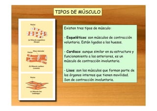 TIPOS DE MÚSCULO
Existen tres tipos de músculo:
- Esqueléticos: son músculos de contracción
voluntaria. Están ligados a los huesos.
- Cardiaco: aunque similar en su estructura y
funcionamiento a los anteriores, es un
músculo de contracción involuntaria.
- Lisos: son los músculos que forman parte de
los órganos internos que tienen movilidad.
Son de contracción involuntaria.
 