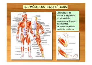 LOS MÚSCULOS ESQUELÉTICOS
Los músculos se
asocian al esqueleto
permitiendo la
locomoción y diversos
movimientos.
Se unen a los huesos
mediante tendones.
 