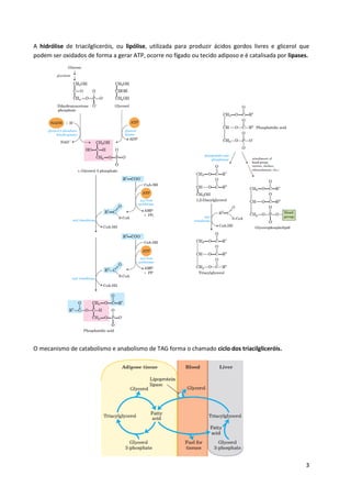 A hidrólise de triacilgliceróis, ou lipólise, utilizada para produzir ácidos gordos livres e glicerol que
podem ser oxidados de forma a gerar ATP, ocorre no fígado ou tecido adiposo e é catalisada por lipases.

O mecanismo de catabolismo e anabolismo de TAG forma o chamado ciclo dos triacilgliceróis.

3

 