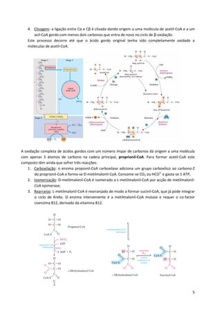 4. Clivagem: a ligação entre Cα e Cβ é clivada dando origem a uma molécula de acetil-CoA e a um
acil-CoA gordo com menos dois carbonos que entra de novo no ciclo de β-oxidação.
Este processo decorre até que o ácido gordo original tenha sido completamente oxidado a
móleculas de acetil-CoA.

A oxidação completa de ácidos gordos com um número ímpar de carbonos dá origem a uma molécula
com apenas 3 átomos de carbono na cadeia principal, proprionil-CoA. Para formar acetil-CoA este
composto têm ainda que sofrer três reacções:
1. Carboxilação: o enzima propionil-CoA carboxilase adiciona um grupo carboxílico ao carbono-2
do proprionil-CoA e forma-se D-metilmalonil-CoA. Consome-se CO2 ou HCO3- e gasta-se 1 ATP;
2. Isomerização: D-metilmalonil-CoA é isomerado a L-metilmalonil-CoA por acção de metilmalonilCoA epimerase;
3. Rearranjo: L-metilmalonil-CoA é rearranjado de modo a formar sucinil-CoA, que já pode integrar
o ciclo de Krebs. O enzima interveniente é a metilmalonil-CoA mutase e requer o co-factor
coenzima B12, derivado da vitamina B12.

5

 
