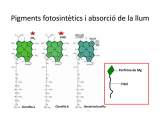 Pigments fotosintètics i absorció de la llum 
Porfirina de Mg 
Fitol 
CH3 
CHO 
Clorofila a Clorofila b Bacterioclorofila 
 