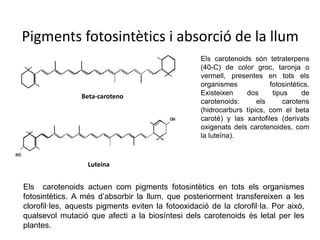 Pigments fotosintètics i absorció de la llum 
Beta-caroteno 
Luteina 
Els carotenoids són tetraterpens 
(40-C) de color groc, taronja o 
vermell, presentes en tots els 
organismes fotosintètics. 
Existeixen dos tipus de 
carotenoids: els carotens 
(hidrocarburs típics, com el beta 
caroté) y las xantofiles (derivats 
oxigenats dels carotenoides, com 
la luteïna). 
Els carotenoids actuen com pigments fotosintètics en tots els organismes 
fotosintètics. A més d’absorbir la llum, que posteriorment transfereixen a les 
clorofil·les, aquests pigments eviten la fotooxidació de la clorofil·la. Por això, 
qualsevol mutació que afecti a la biosíntesi dels carotenoids és letal per les 
plantes. 
 