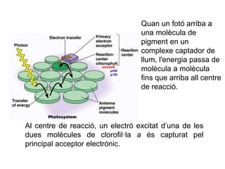 Quan un fotó arriba a 
una molècula de 
pigment en un 
complexe captador de 
llum, l'energia passa de 
molècula a molècula 
fins que arriba all centre 
de reacció. 
Al centre de reacció, un electró excitat d’una de les 
dues molècules de clorofil·la a és capturat pel 
principal acceptor electrónic. 
 
