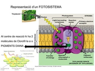 Representació d’un FOTOSISTEMA 
Al centre de reacció hi ha 2 
molècules de Clorofil·la α o 
PIGMENTS DIANA 
 