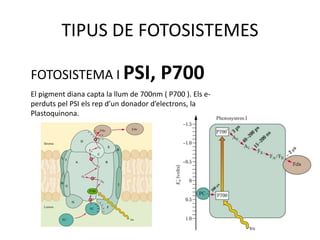 TIPUS DE FOTOSISTEMES 
FOTOSISTEMA I PSI, P700 
El pigment diana capta la llum de 700nm ( P700 ). Els e-perduts 
pel PSI els rep d’un donador d’electrons, la 
Plastoquinona. 
 