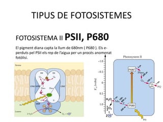TIPUS DE FOTOSISTEMES 
FOTOSISTEMA II PSII, P680 
El pigment diana capta la llum de 680nm ( P680 ). Els e-perduts 
pel PSII els rep de l’aigua per un procés anomenat 
fotòlisi. 
 