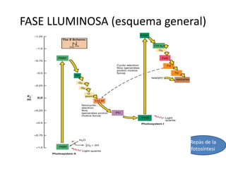 FASE LLUMINOSA (esquema general) 
Repàs de la 
fotosíntesi 
 